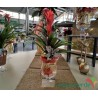 Bromelia Guzmania vaso a Calice