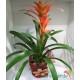 Bromelia Guzmania