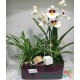 Orchidea Miltonia