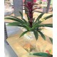 Bromelia Guzmania con vaso